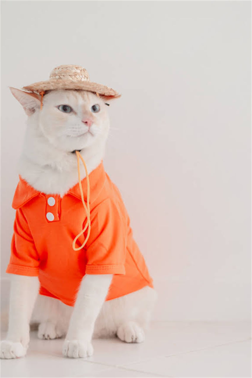 图片 狗狗消化不良拉稀怎么办？家庭护理与紧急处理全指南（附症状与饮食调整方案）.jpg