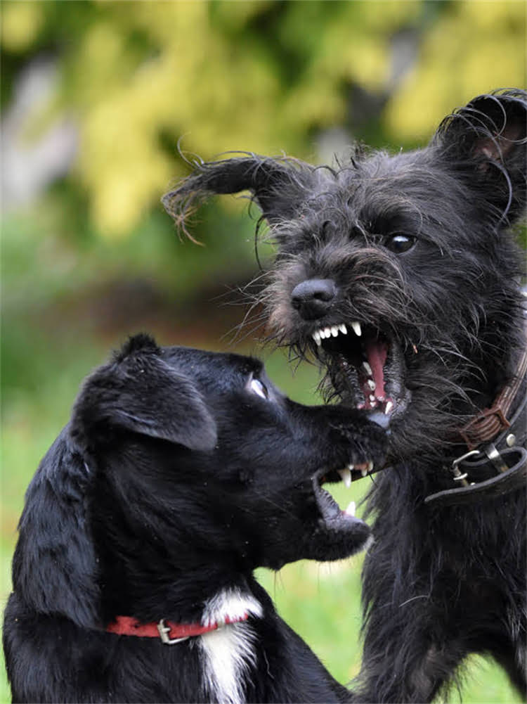 图片 狗狗消化不良拉稀怎么办？家庭护理与紧急处理全指南（附症状与饮食调整方案）1.jpg