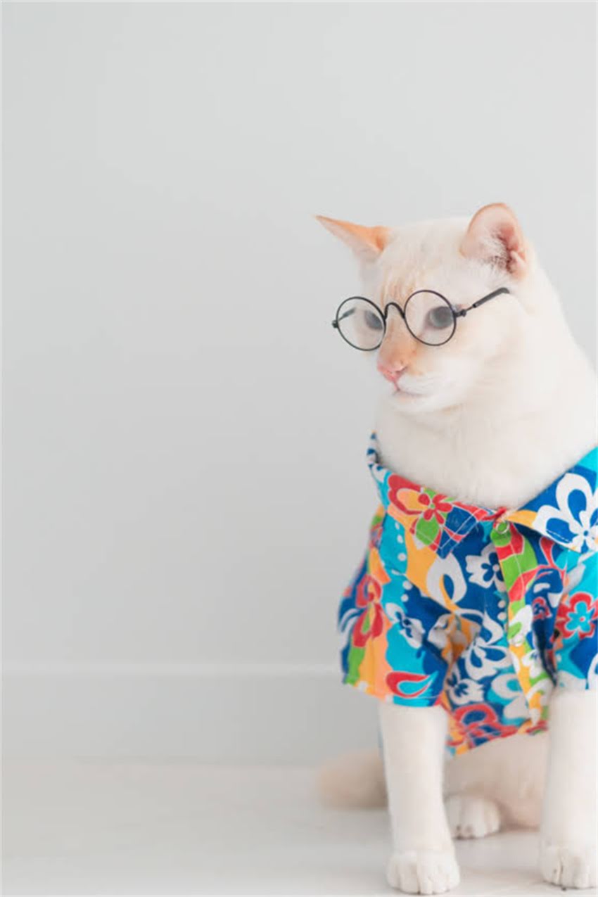 图片 狗狗消化不良拉稀怎么办？家庭护理与紧急处理全指南（附症状与饮食调整方案）2.jpg