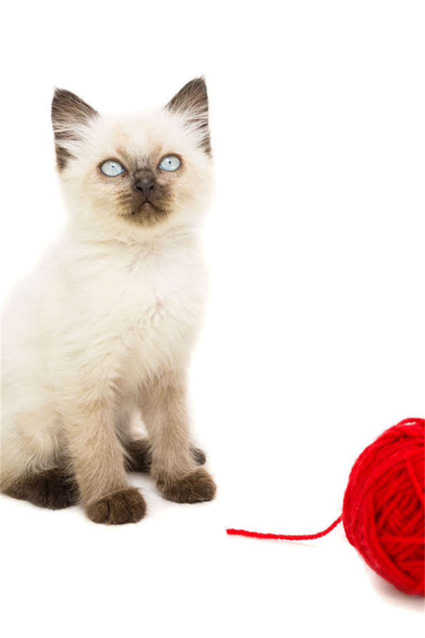 图片 狗狗独自在家训练指南：幼犬拆家焦虑破解+3周科学训练法（附视频教程）.jpg