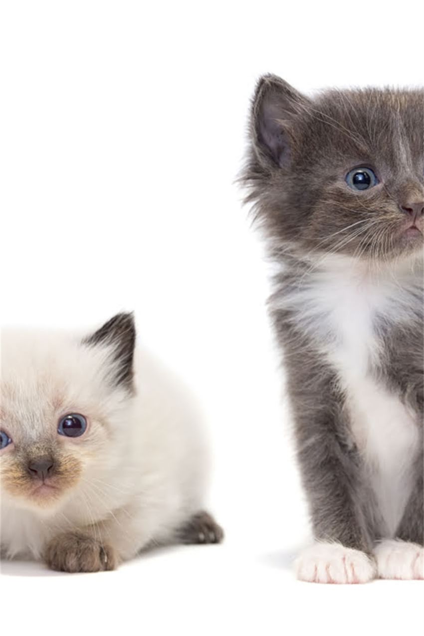 图片 狗狗独自在家训练指南：幼犬拆家焦虑破解+3周科学训练法（附视频教程）2.jpg