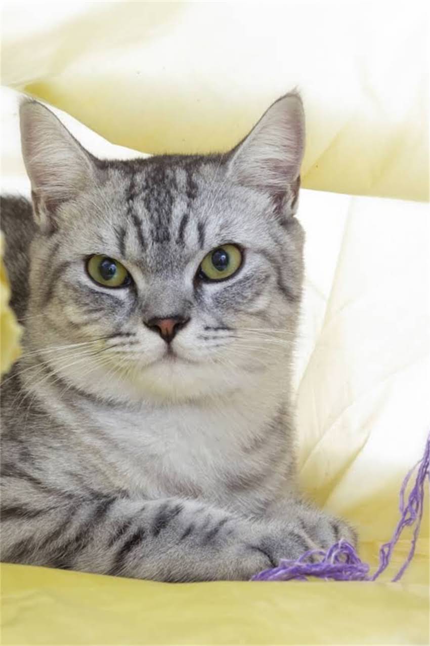 图片 狗狗疫苗VS人类疫苗：这些区别你真的了解吗？养宠必看全攻略✅2.jpg