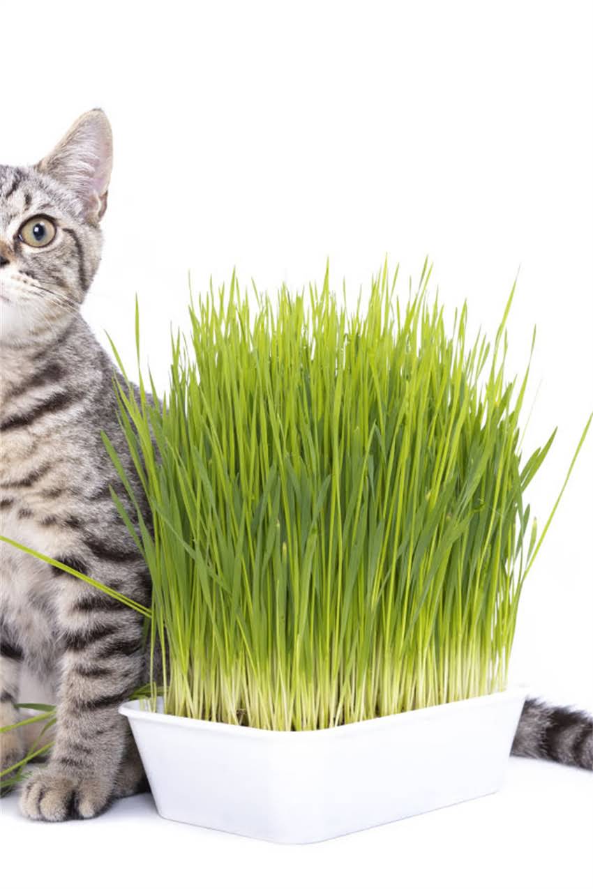 图片 狗狗疫苗不能洗澡吗？疫苗接种后洗澡的注意事项与科学护理指南（附专业兽医建议）1.jpg