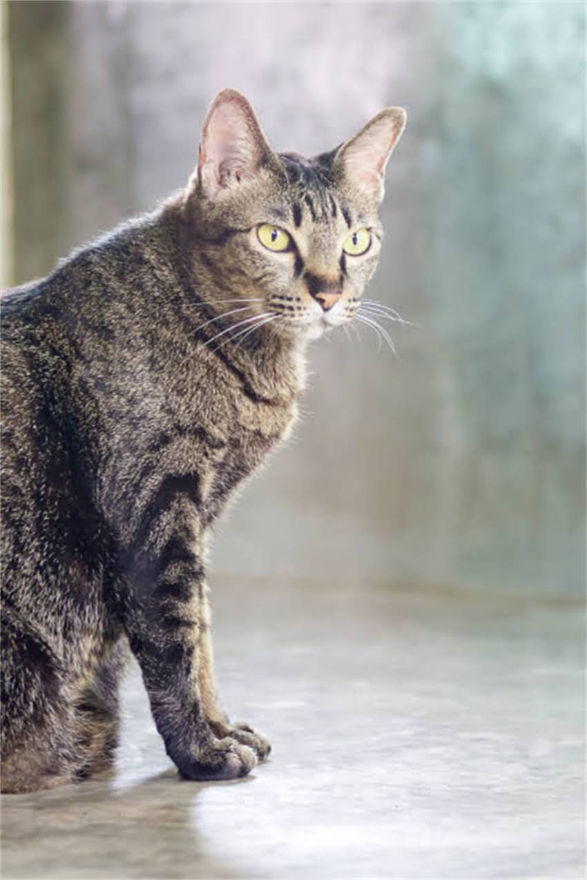 图片 狗狗疫苗不能洗澡吗？疫苗接种后洗澡的注意事项与科学护理指南（附专业兽医建议）2.jpg