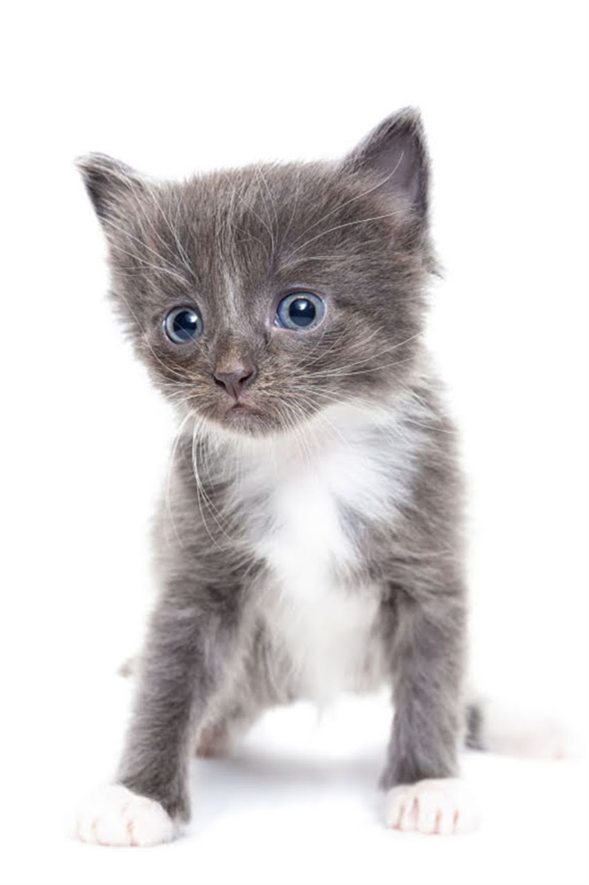 图片 狗狗疫苗全攻略｜必看清单+避坑指南！新手养狗必收藏🐾.jpg