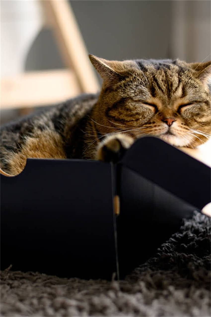 图片 狗狗疫苗全攻略｜必看清单+避坑指南！新手养狗必收藏🐾1.jpg