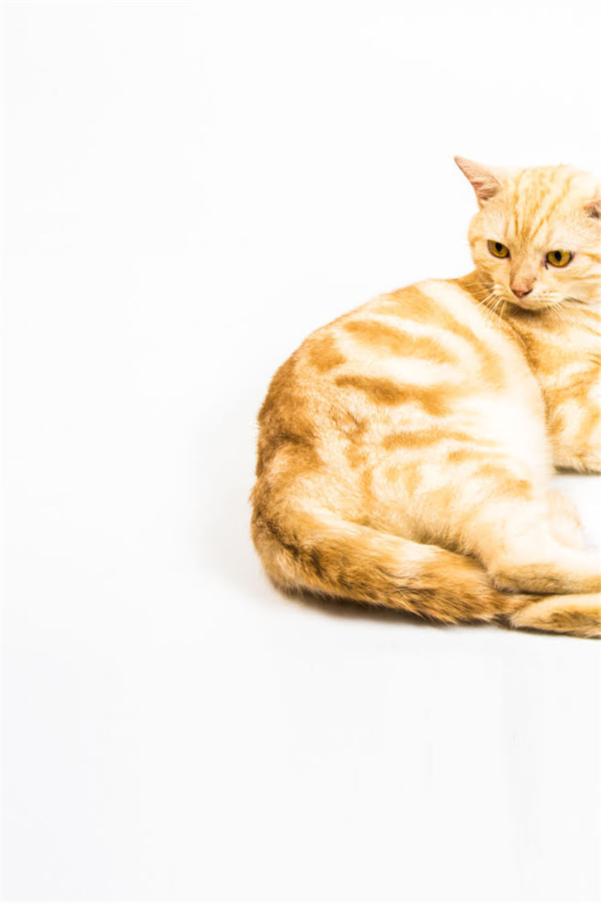 图片 狗狗疫苗全：5大核心疫苗类型及接种指南（附疫苗成分表）.jpg