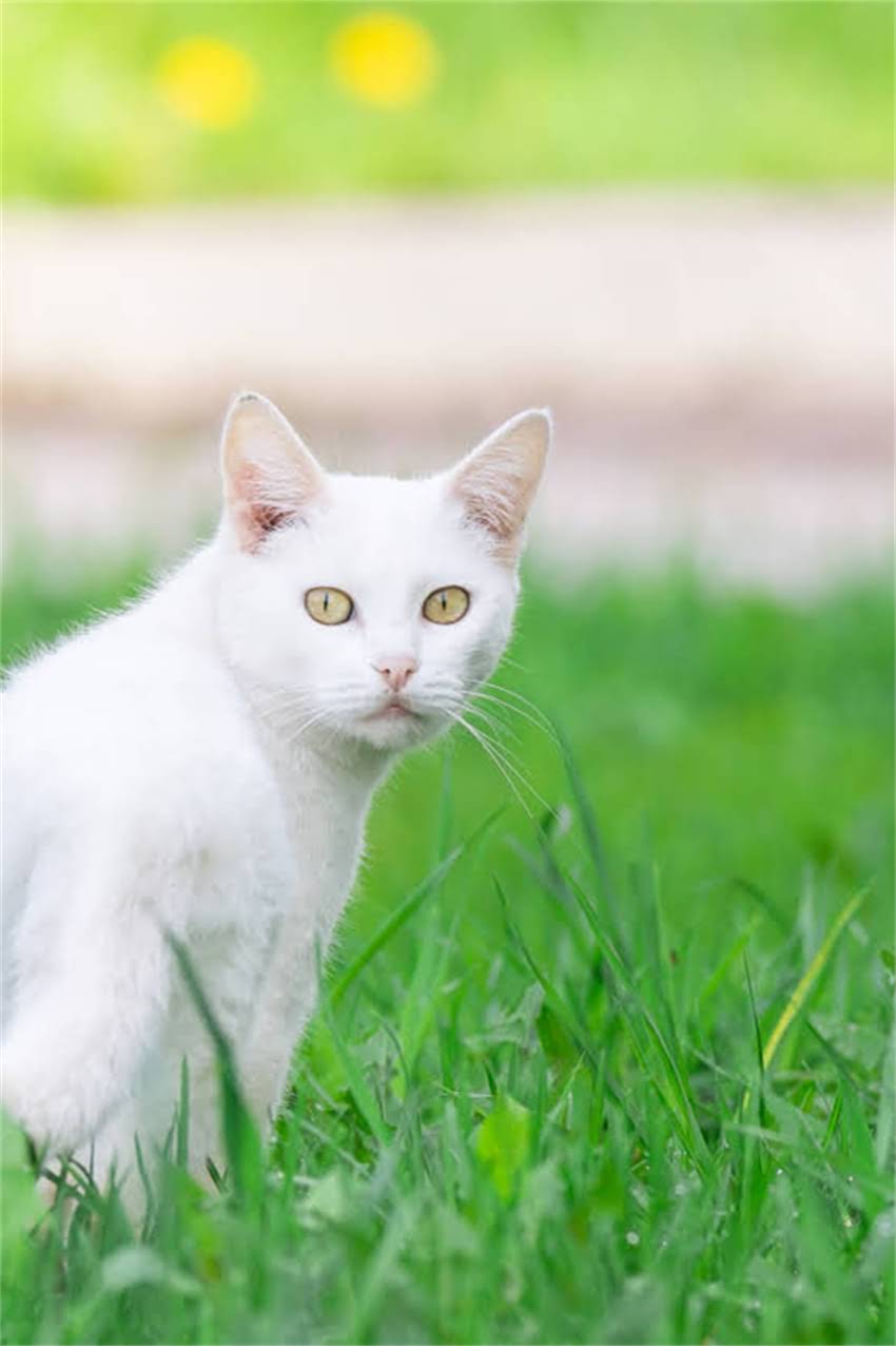 图片 狗狗疫苗全：5大核心疫苗类型及接种指南（附疫苗成分表）2.jpg