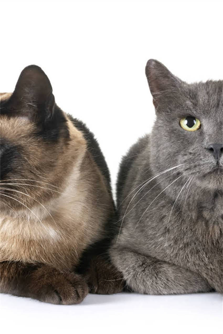 图片 狗狗疫苗后多久能洗澡？疫苗次数与洗澡时间的关系全（附护理指南）1.jpg