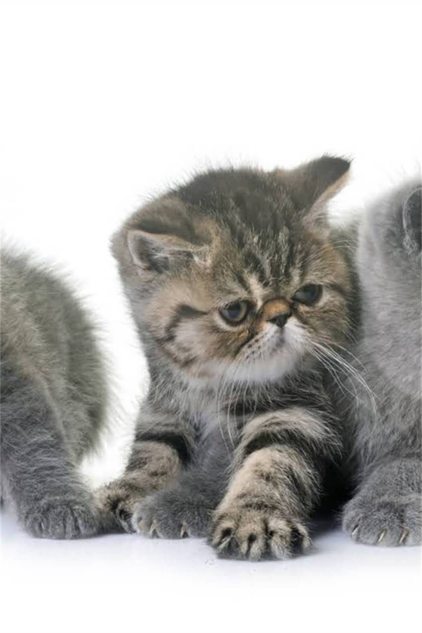 图片 狗狗疫苗打多了怎么办？超量接种后的处理指南与预防措施（附紧急处理方案）2.jpg