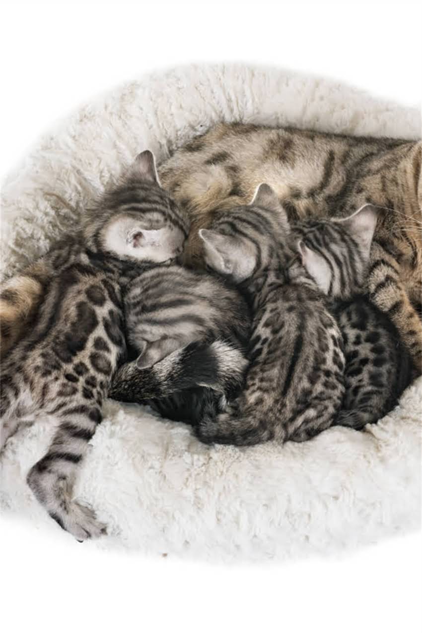 图片 狗狗疫苗打过量怎么办？全面处理方法及预防措施（附专业建议）1.jpg