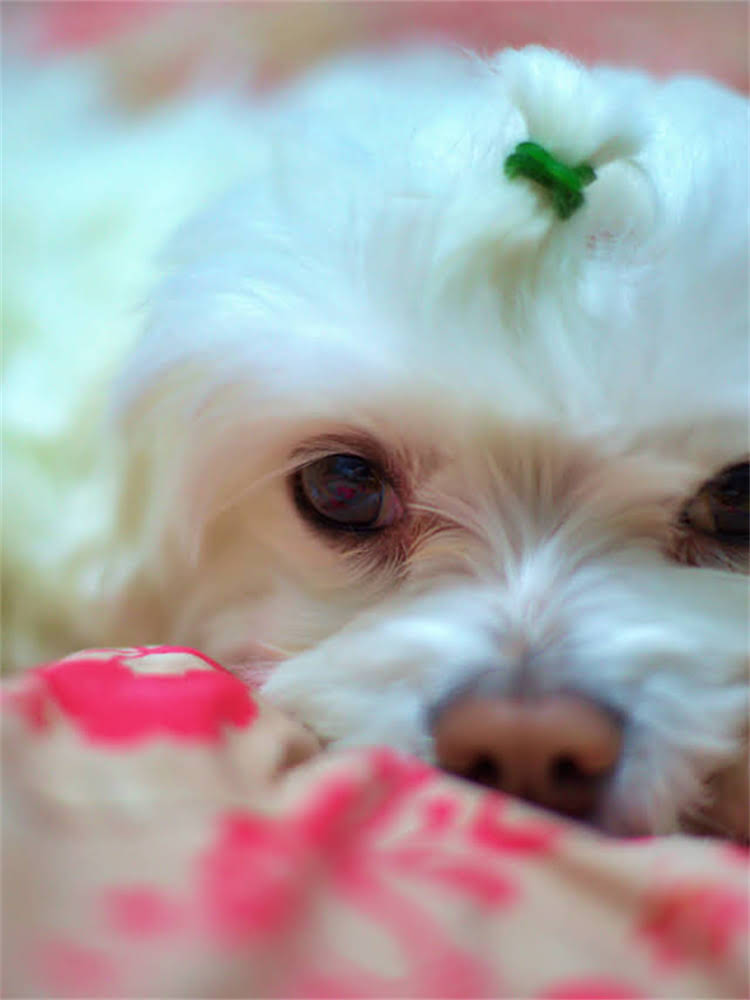 图片 狗狗疫苗推荐排行榜：哪个牌子好？如何科学接种？1.jpg