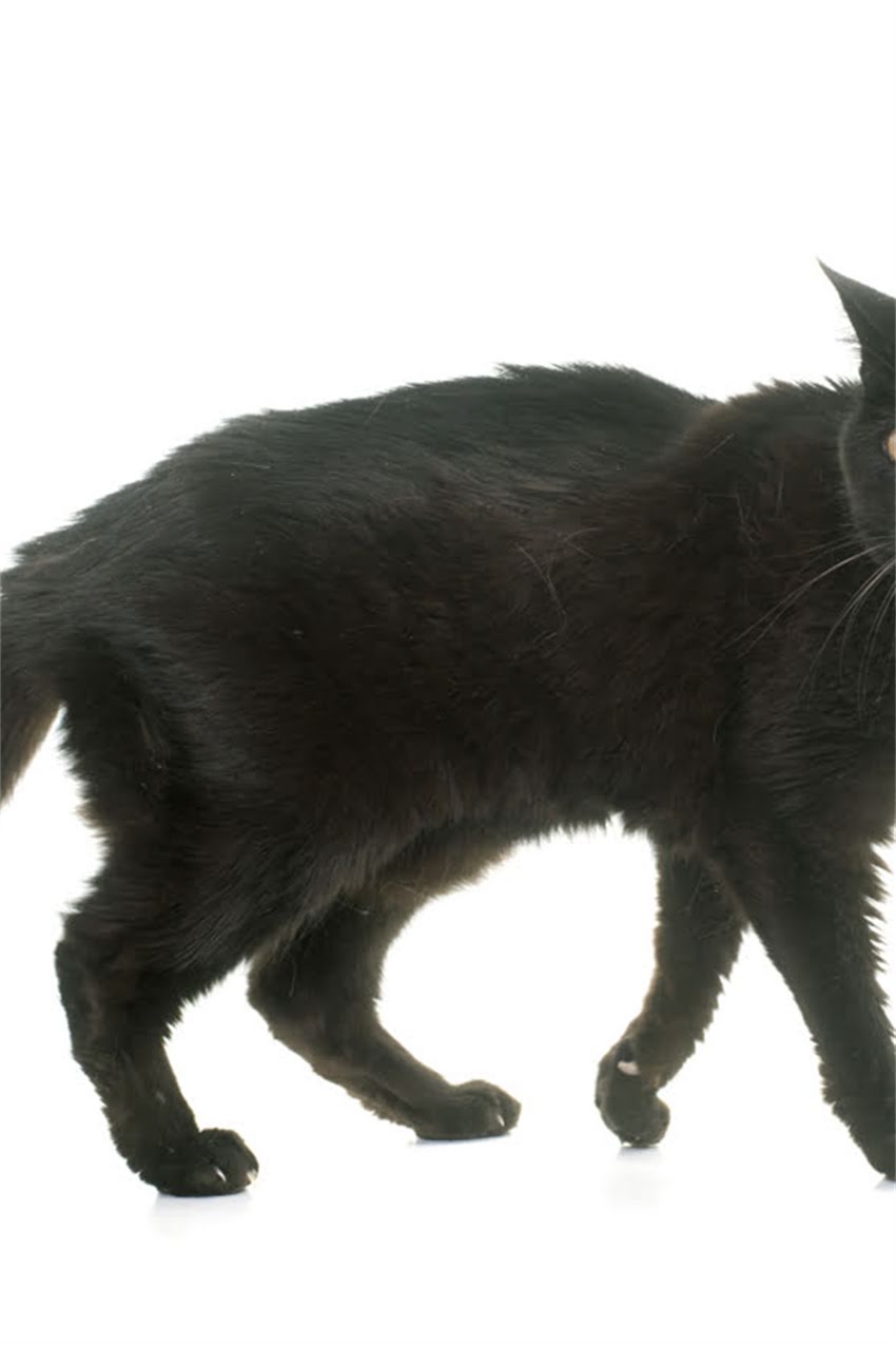 图片 狗狗疫苗推荐排行榜：哪个牌子好？如何科学接种？2.jpg