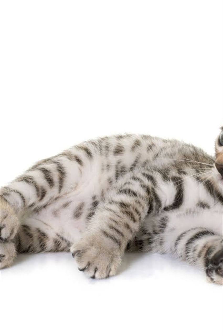 图片 狗狗疫苗注射后漏液怎么办？全流程处理指南+专家建议（附护理误区）2.jpg