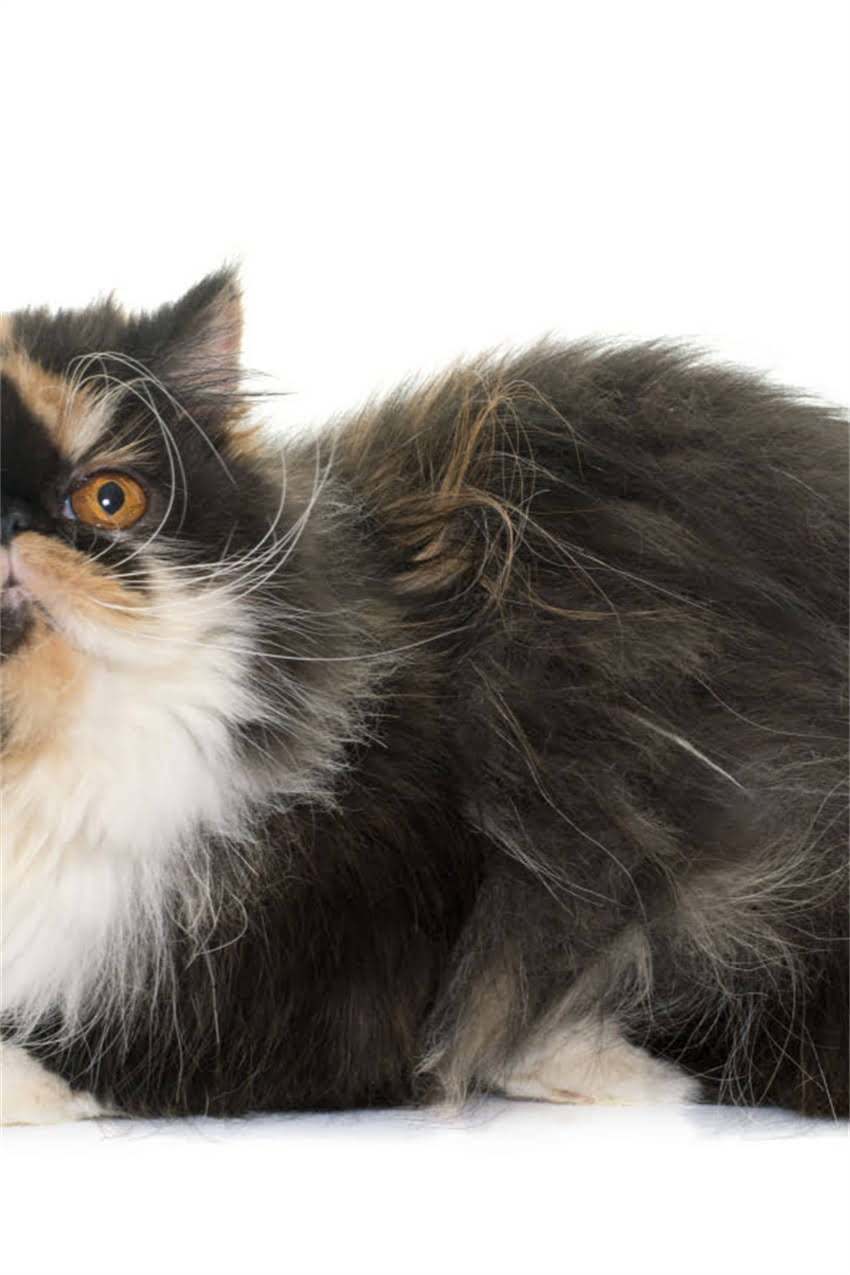 图片 狗狗疫苗禁忌症与免疫替代方案全：如何科学防护免疫力（附专业兽医建议）.jpg