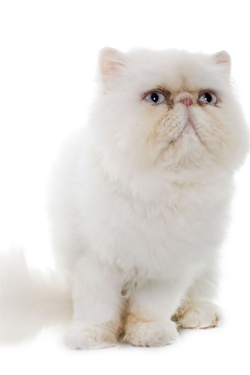 图片 狗狗疫苗禁忌症与免疫替代方案全：如何科学防护免疫力（附专业兽医建议）1.jpg