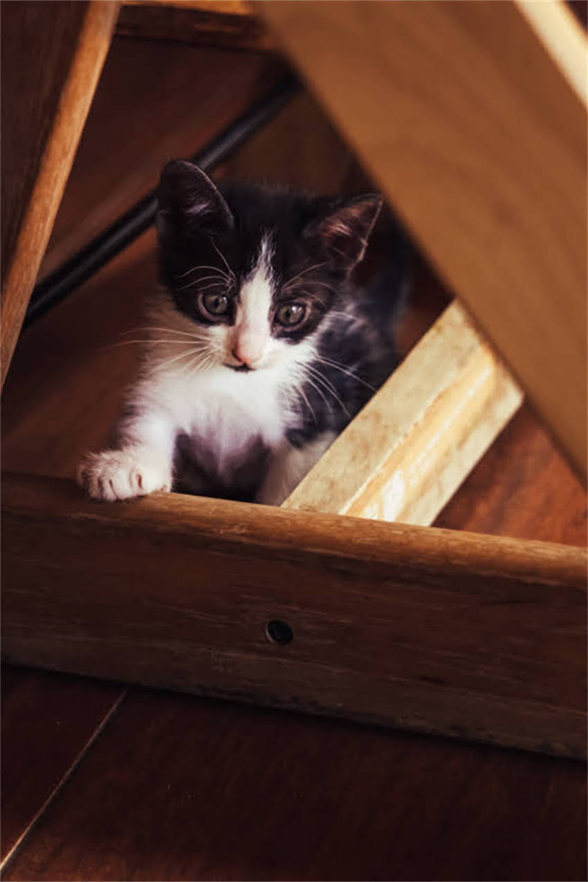 图片 狗狗疫苗能提前吗？权威解答+提前接种的利弊与注意事项.jpg