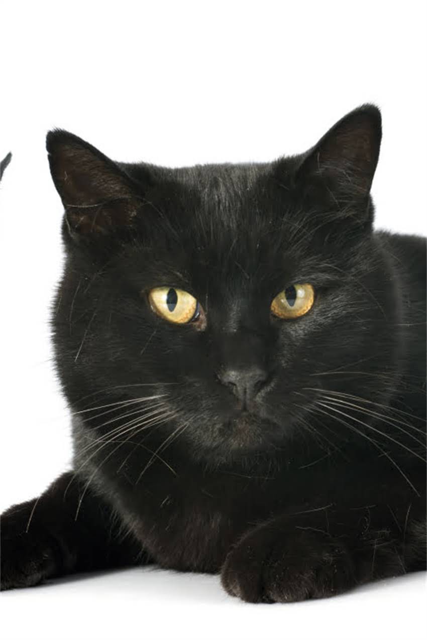 图片 狗狗疫苗能提前吗？权威解答+提前接种的利弊与注意事项1.jpg