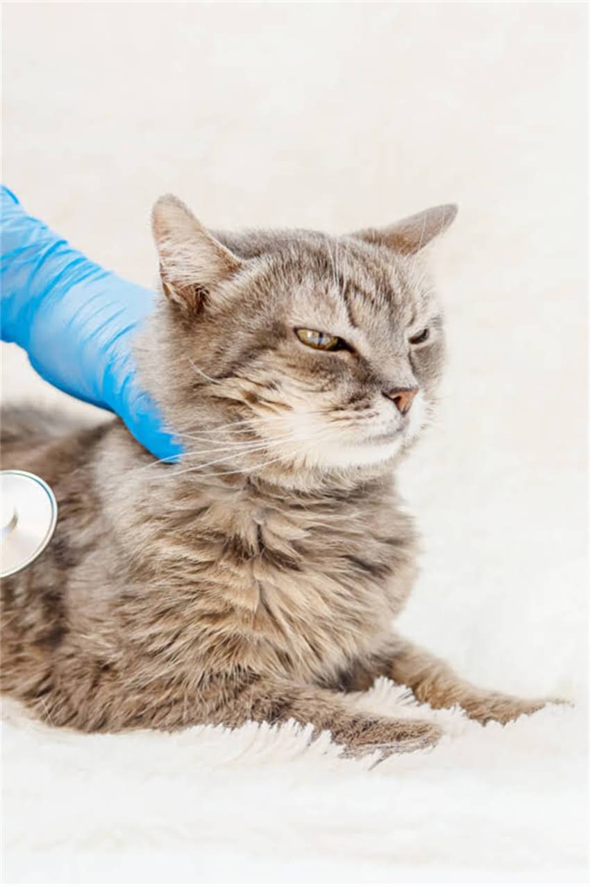 图片 狗狗疫苗过期了怎么办？超全指南+避坑提醒！新手养狗必看2.jpg