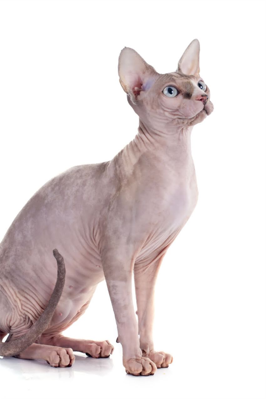 图片 狗狗疯狂吃草的真相：5大原因+科学应对指南（附养宠建议）.jpg