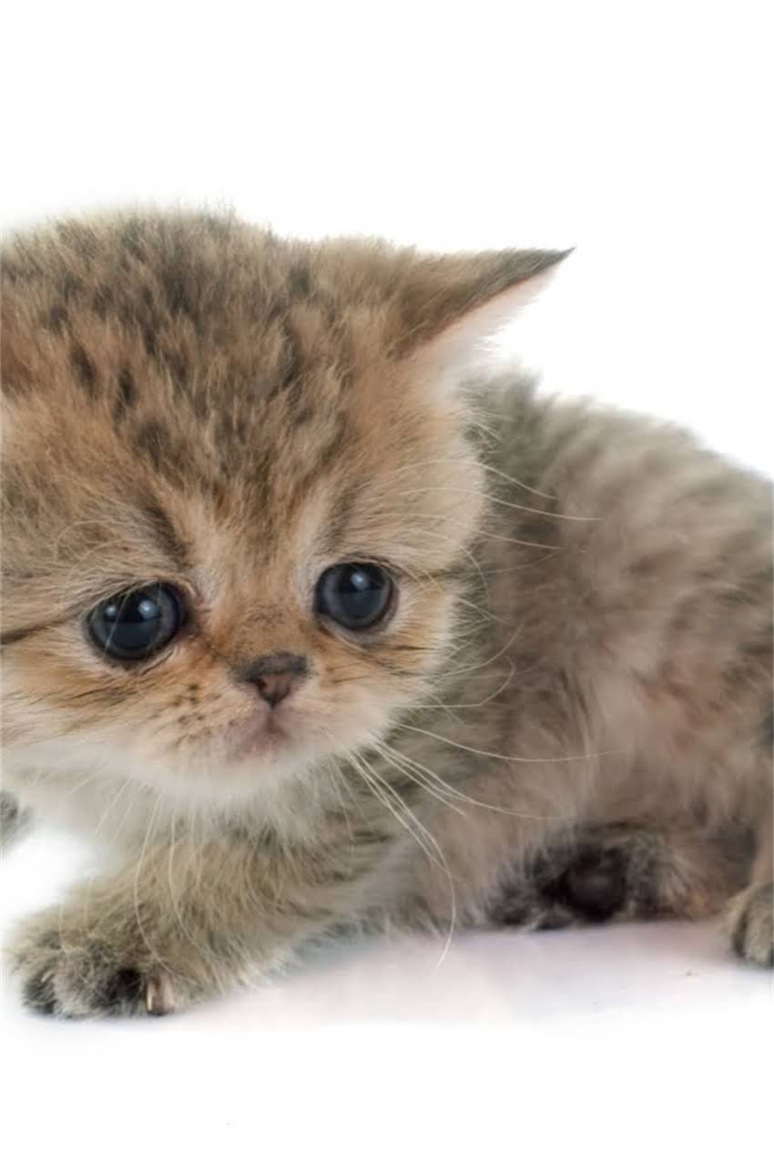 图片 狗狗疯狂吃草的真相：5大原因+科学应对指南（附养宠建议）1.jpg