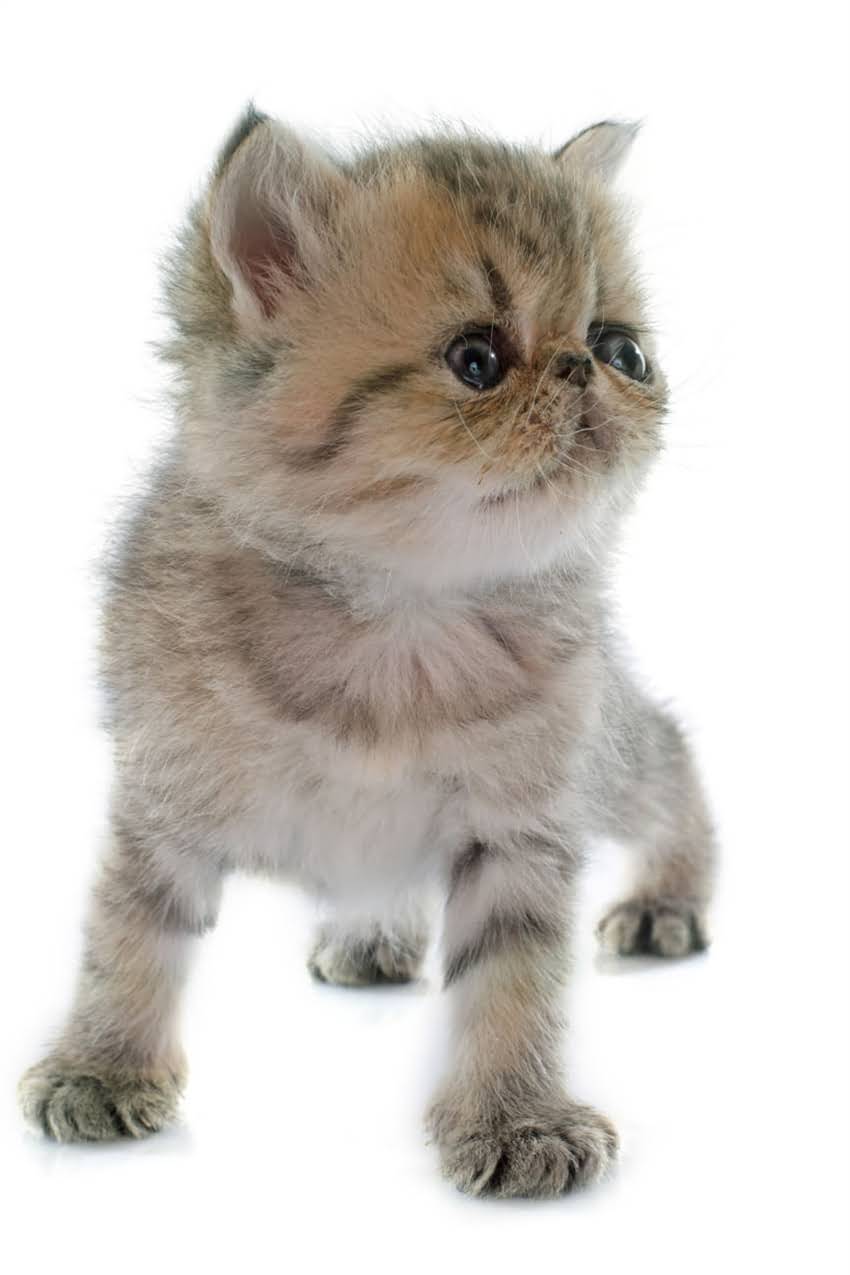 图片 狗狗疯狂吃草的真相：5大原因+科学应对指南（附养宠建议）2.jpg