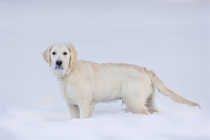 图片 狗狗瘟疫苗全攻略：打疫苗后仍患病怎么办？症状+预防+治疗指南🔥1.jpg