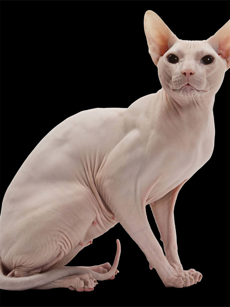 图片 狗狗瘟疫苗全攻略：打疫苗后仍患病怎么办？症状+预防+治疗指南🔥2.jpg