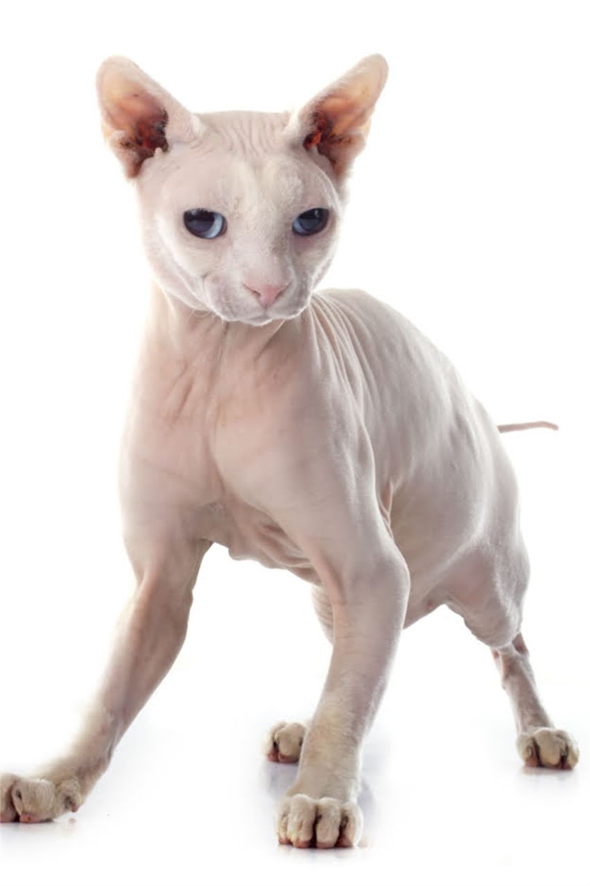 图片 狗狗癫痫症状识别与科学治疗指南：从确诊到日常护理全.jpg