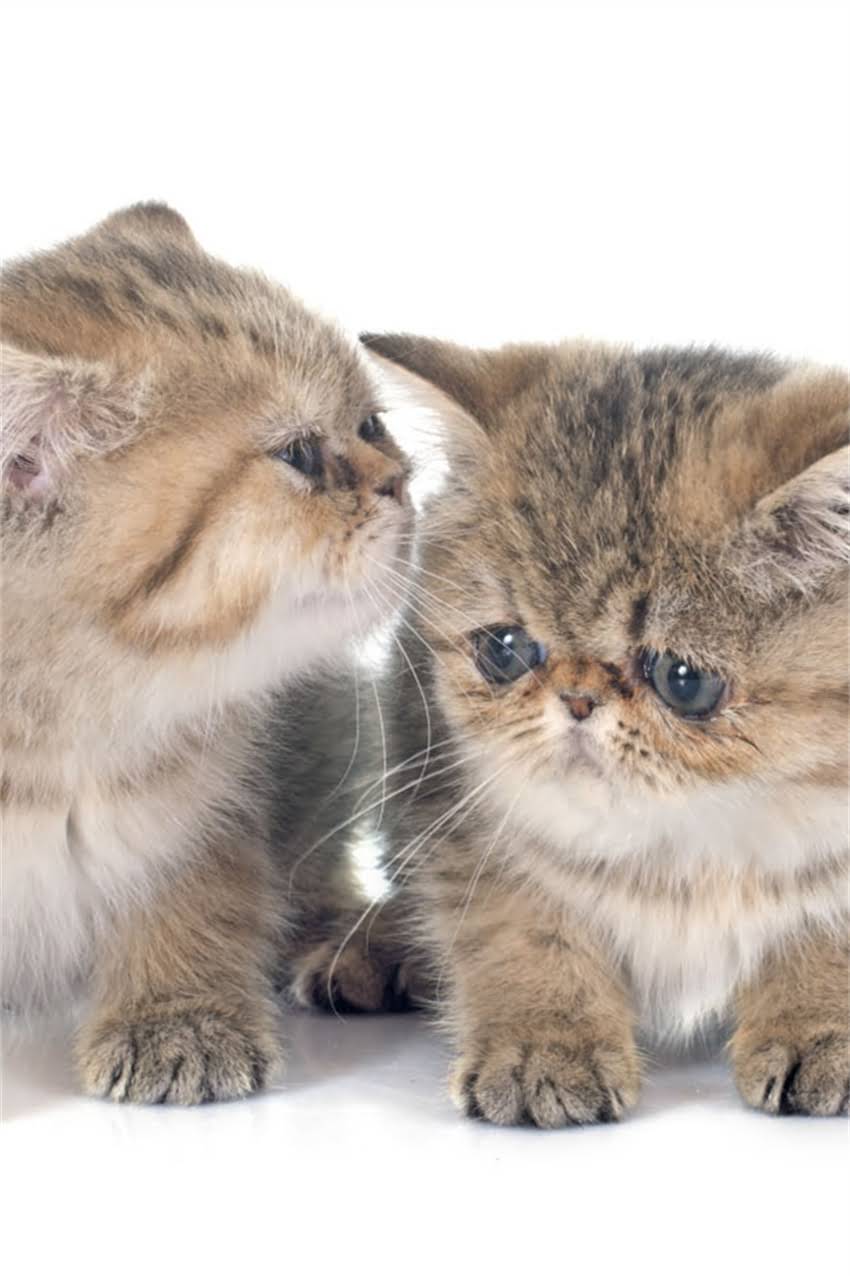 图片 狗狗癫痫症状识别与科学治疗指南：从确诊到日常护理全1.jpg