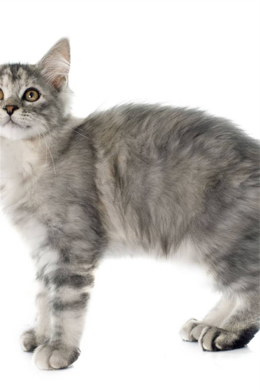 图片 狗狗眼屎多怎么办？5大原因及应对措施，养宠必看.jpg