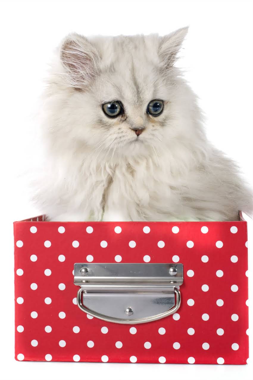 图片 狗狗睡觉要盖被子吗？这3个真相让养宠人直呼专业！🐾.jpg