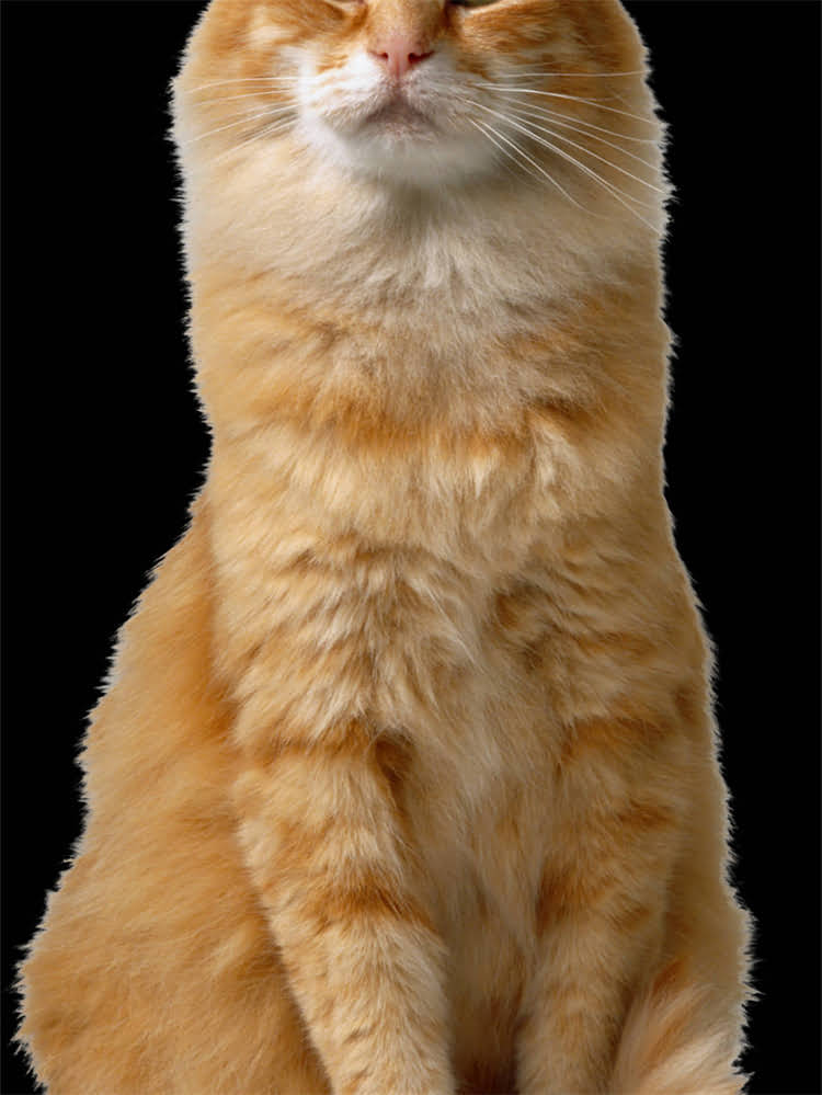 图片 狗狗睡觉要盖被子吗？这3个真相让养宠人直呼专业！🐾1.jpg