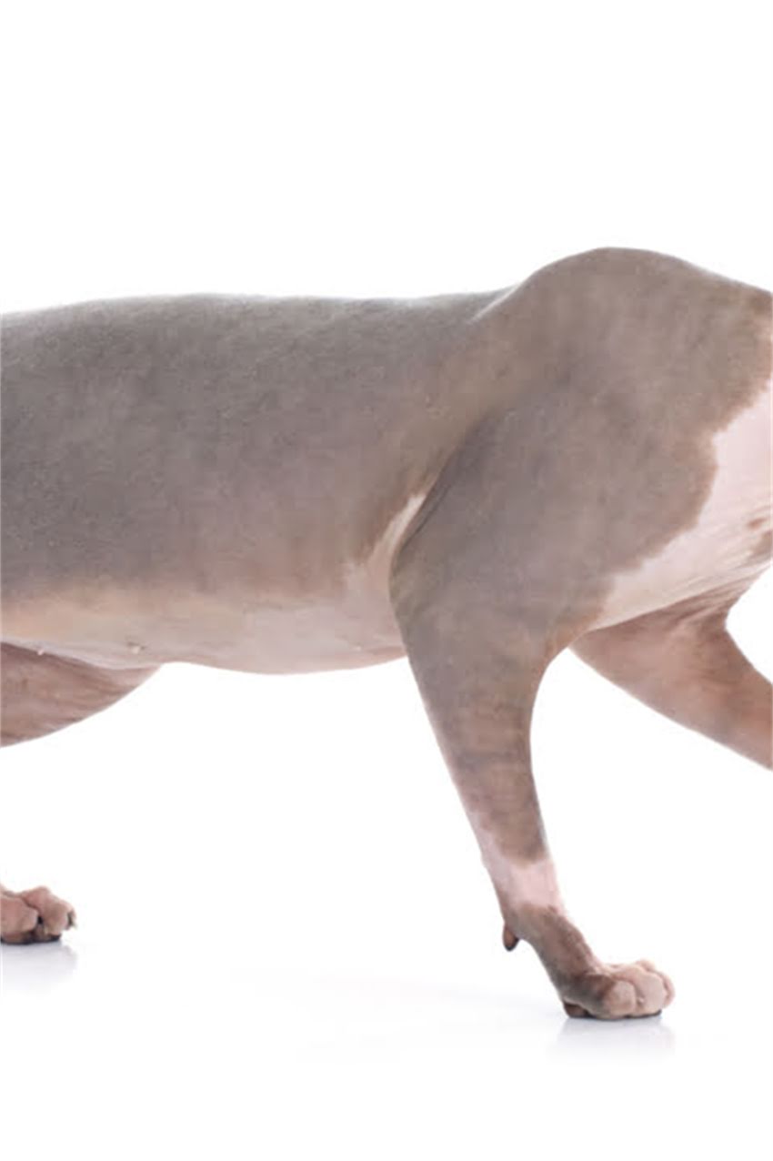 图片 狗狗睡觉要盖被子吗？这3个真相让养宠人直呼专业！🐾2.jpg