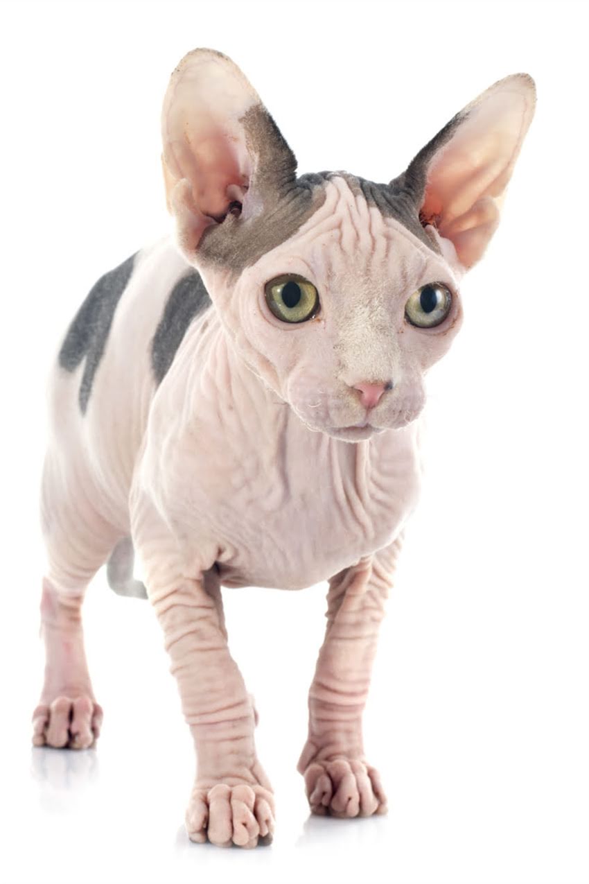 图片 狗狗神经受损如何恢复？专业指南+5大康复方案助爱宠重获健康1.jpg