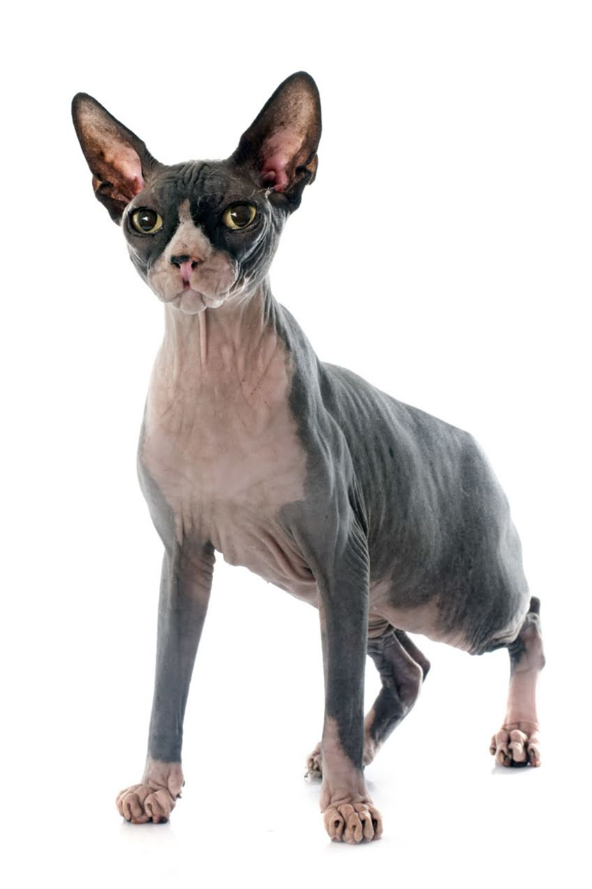 图片 狗狗神经受损如何恢复？专业指南+5大康复方案助爱宠重获健康2.jpg