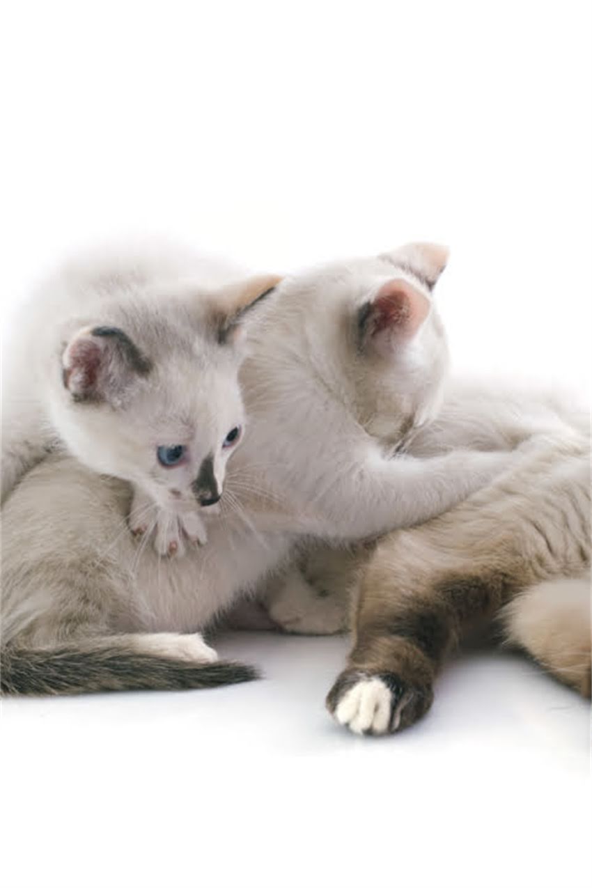 图片 狗狗突然离世！5大致命诱因及预防指南，主人必看2.jpg