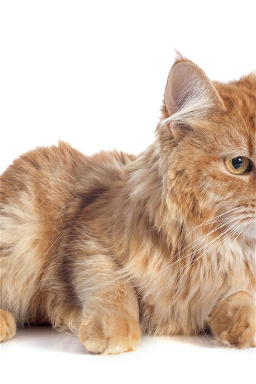 图片 狗狗第二针疫苗多少钱？附疫苗全流程指南与避坑攻略.jpg