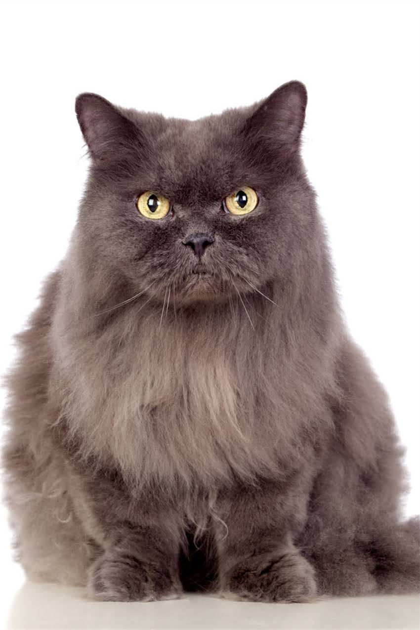 图片 狗狗细小疫苗和狂犬疫苗接种全指南：时间表、注意事项及常见问题解答.jpg