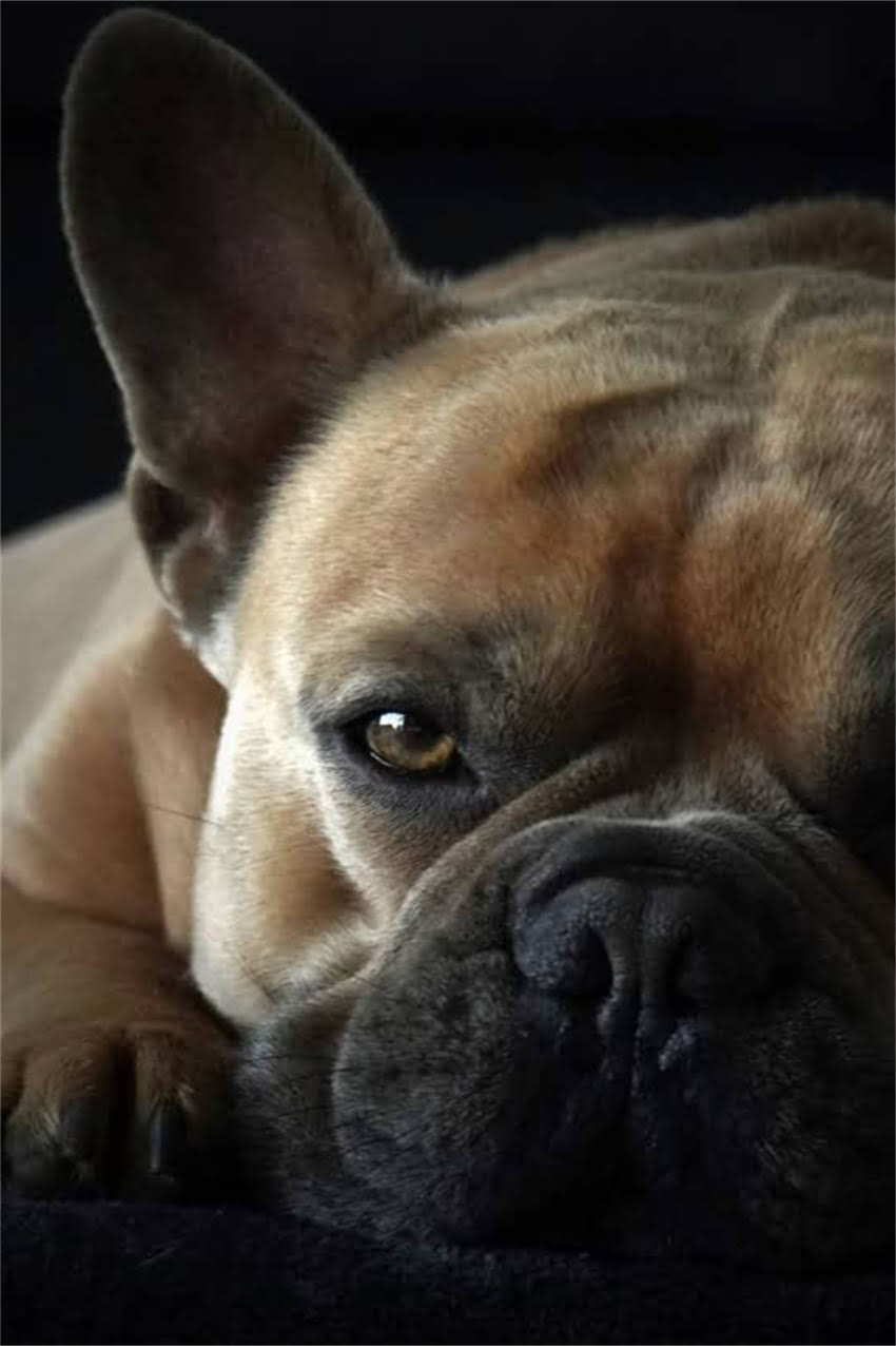 图片 狗狗肋骨下方出现凸起物常见原因分析1.jpg