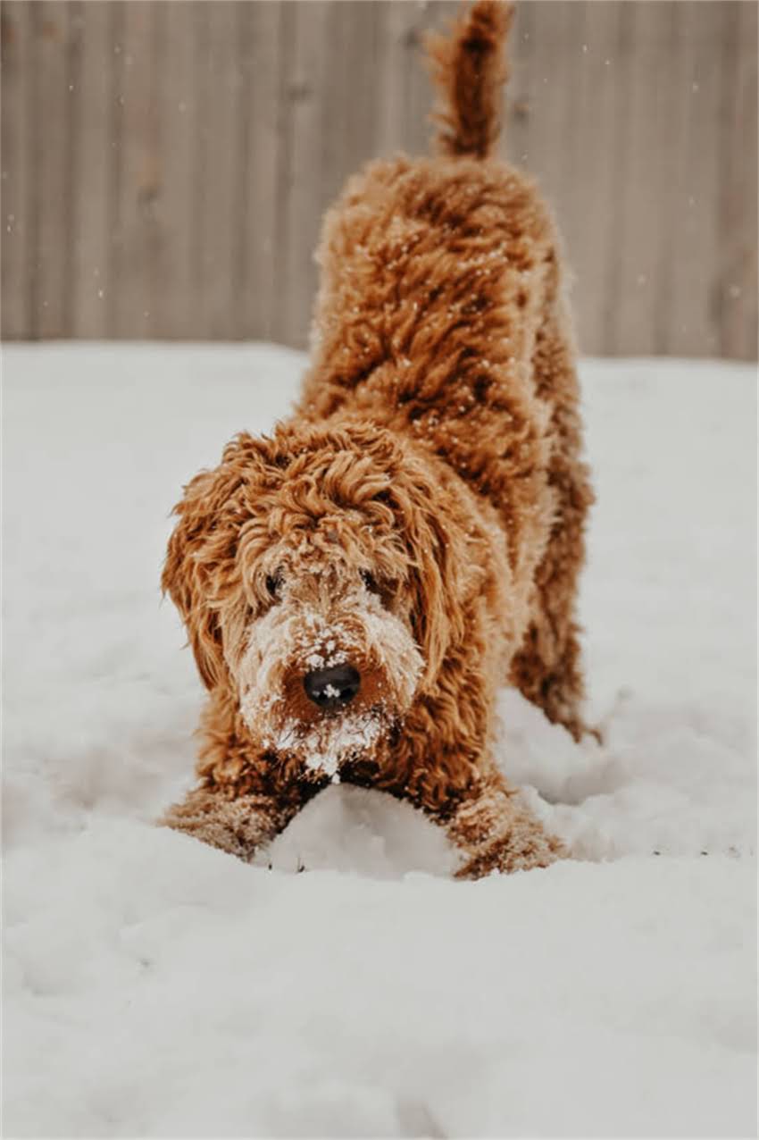图片 狗狗肌肉僵硬发抖怎么办？5大常见原因与专业应对指南（附紧急处理方案）.jpg