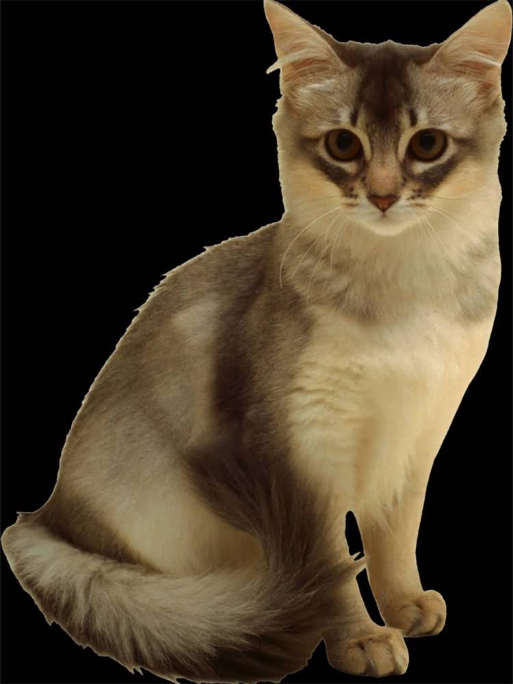 图片 狗狗肌肉僵硬发抖怎么办？5大常见原因与专业应对指南（附紧急处理方案）1.jpg