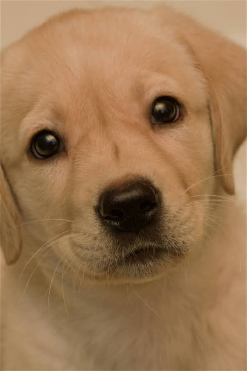 图片 狗狗肠胃调理全攻略：7天家庭护理法+科学饮食方案+常见误区（附专业兽医建议）1.jpg