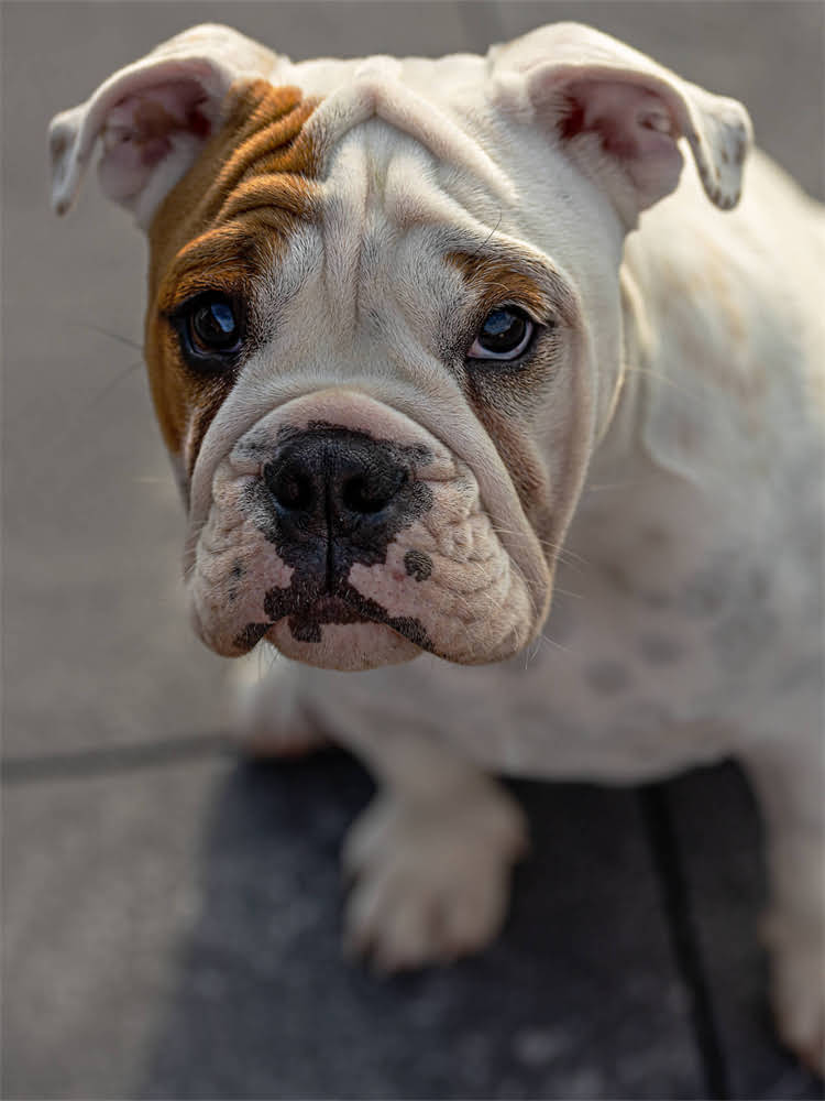 图片 狗狗胀气肿胀怎么办？专业兽医详解原因及家庭急救措施（附护理指南）2.jpg