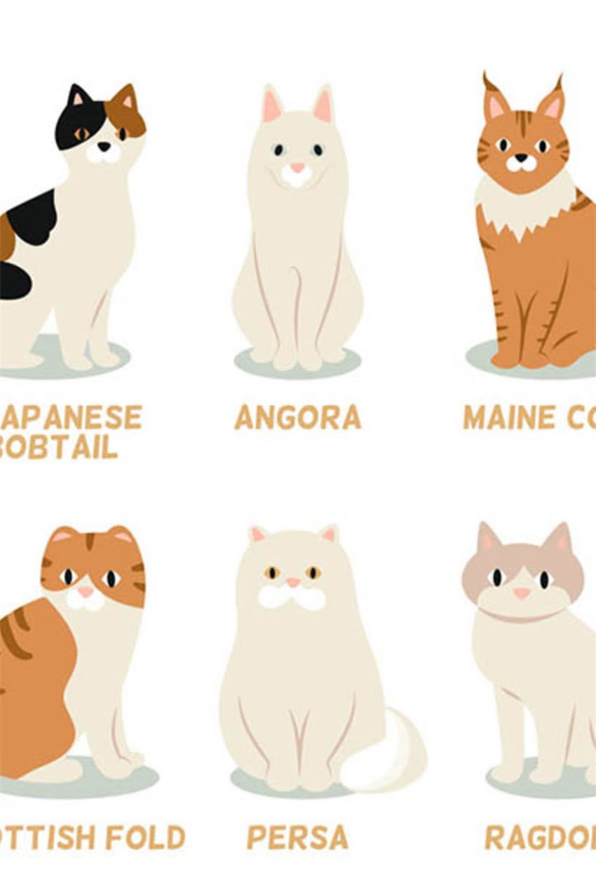 图片 狗狗能不能吃牛肉？权威营养师科学解答+安全喂养指南（附食谱）2.jpg