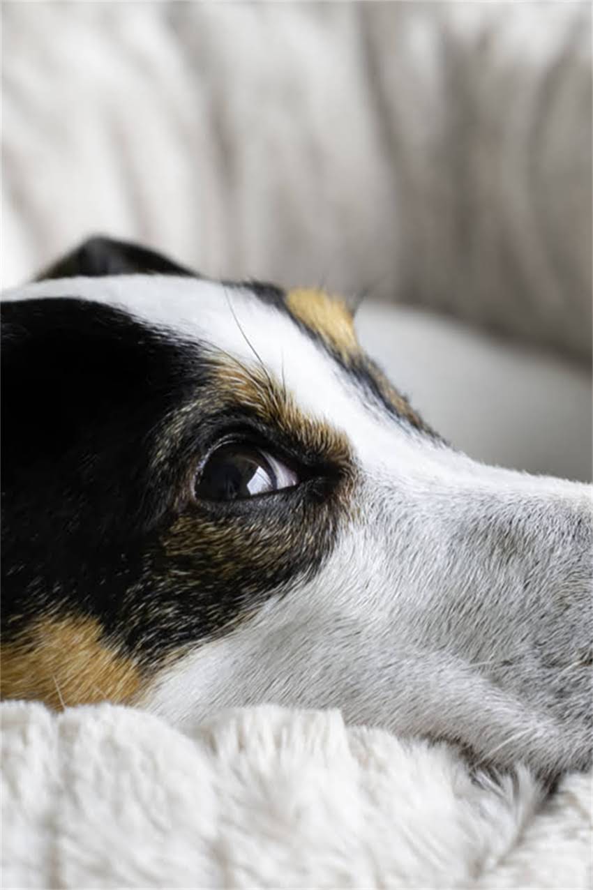 图片 狗狗能吃什么食物？权威安全清单+分龄饮食指南（幼犬成年犬老年犬）附食谱2.jpg