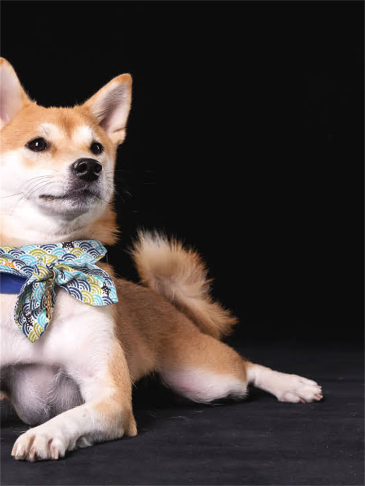 图片 狗狗能吃提子吗？果糖风险与安全食用指南（附误食处理步骤）.jpg