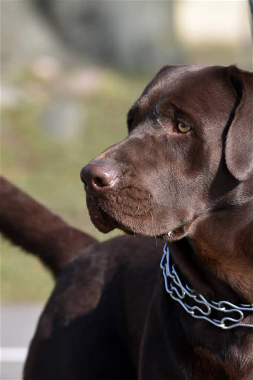 图片 狗狗能吃提子吗？果糖风险与安全食用指南（附误食处理步骤）2.jpg