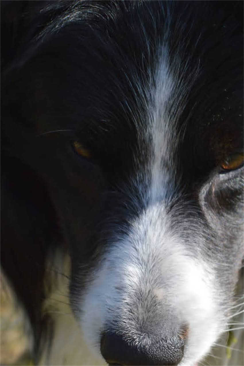 图片 狗狗能吃玉米面吗？关于宠物饮食的权威解答与科学建议.jpg