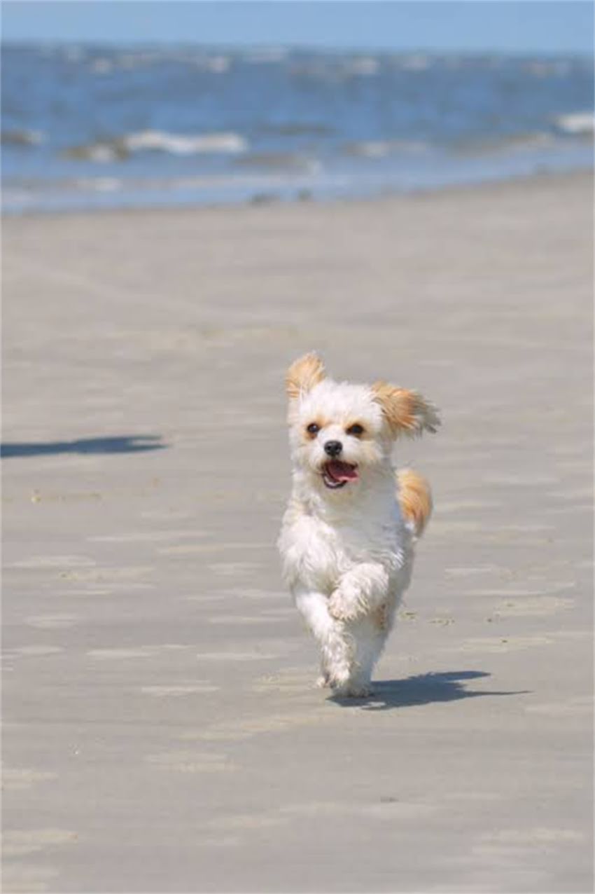 图片 狗狗能吃玉米面吗？关于宠物饮食的权威解答与科学建议1.jpg